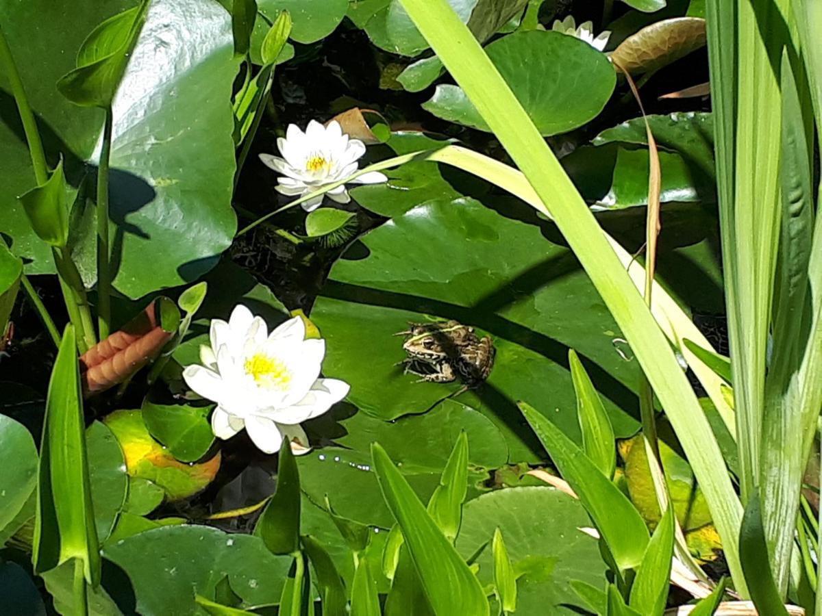 Holydays Home Little Frog اجليانو تيرمي المظهر الخارجي الصورة